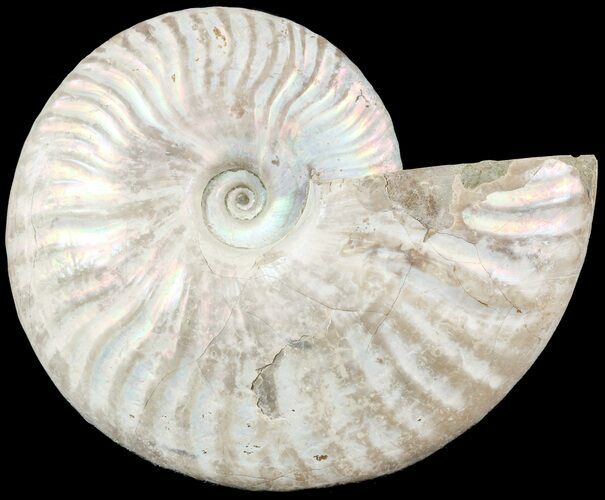 Silver Iridescent Ammonite - Madagascar #54878